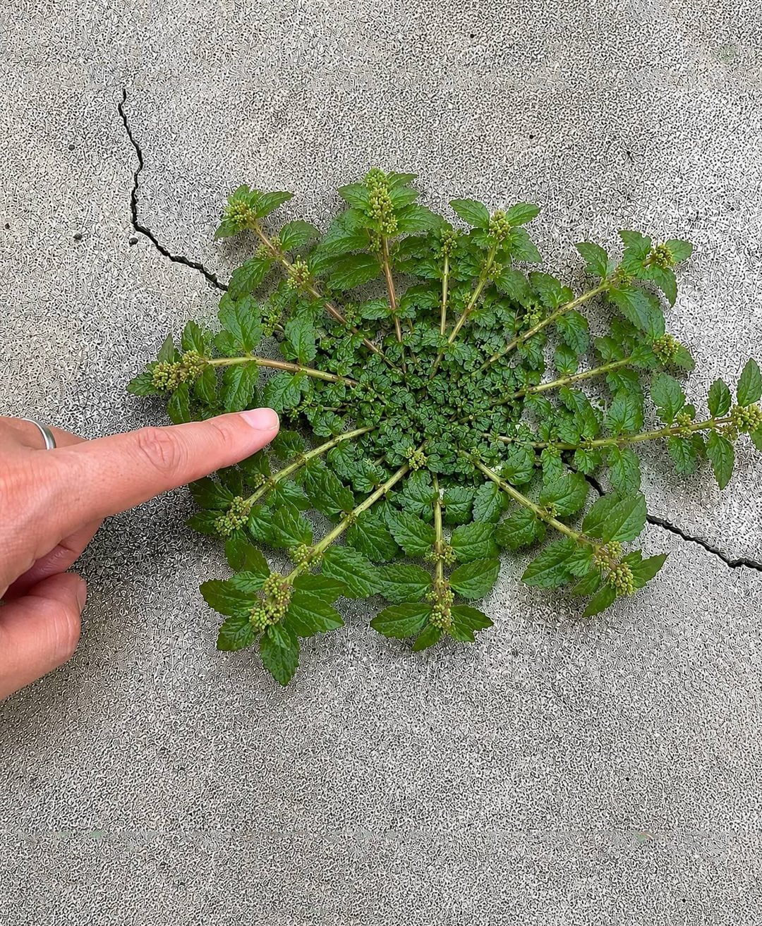 Uma única folha desta planta pode valer ouro