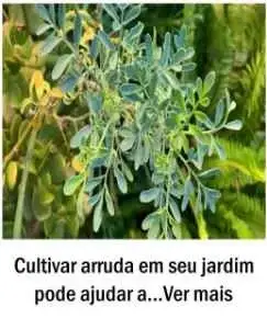 Cultivar arruda em seu jardim pode ajudar a proteger a sua casa de muitos insetos indesejados