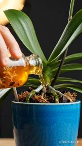 Truque para que as orquídeas floresçam continuamente