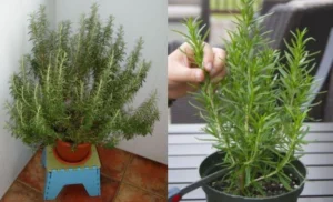 O truque para plantar Alecrim e perfumar toda a casa – Veja a Receita: