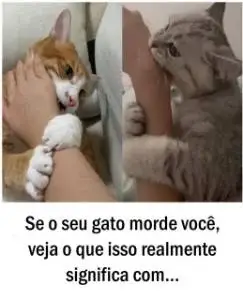Se o seu gato morde você, veja o que isso realmente significa